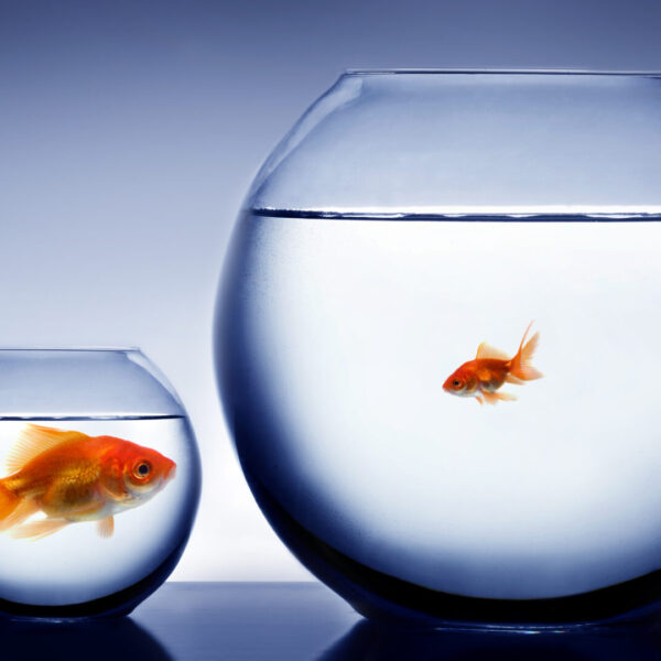 Studio shot of a fish in bowl