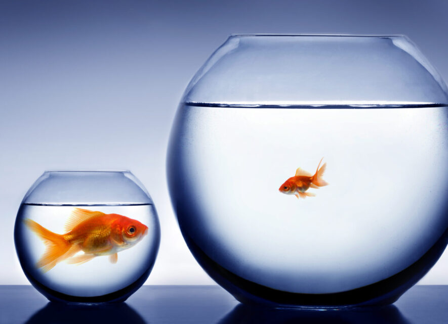 Studio shot of a fish in bowl